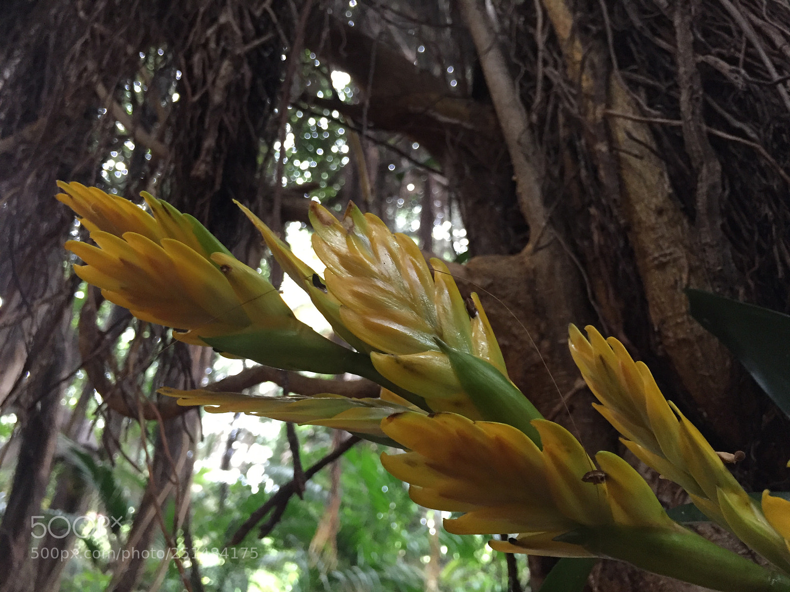 Apple iPhone 6 sample photo. Canarie photography