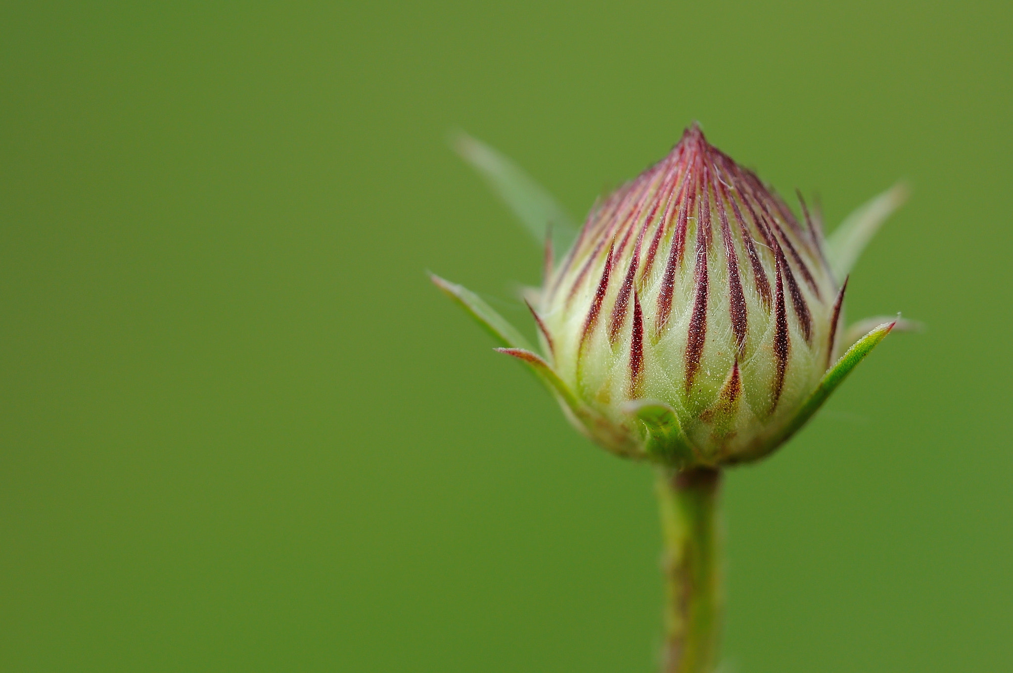 Nikon D5000 sample photo. A new life photography