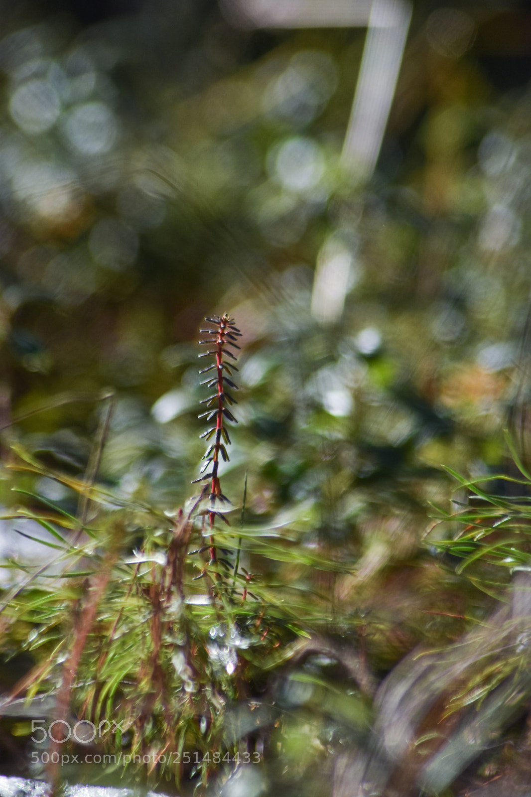 Nikon D5500 sample photo. Untitled photography