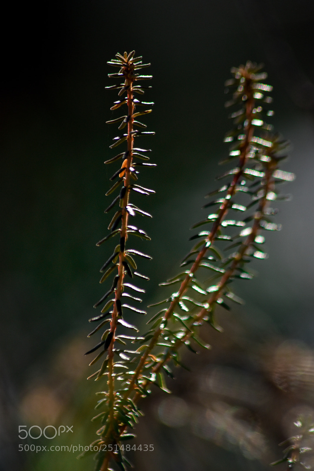 Nikon D5500 sample photo. Untitled photography