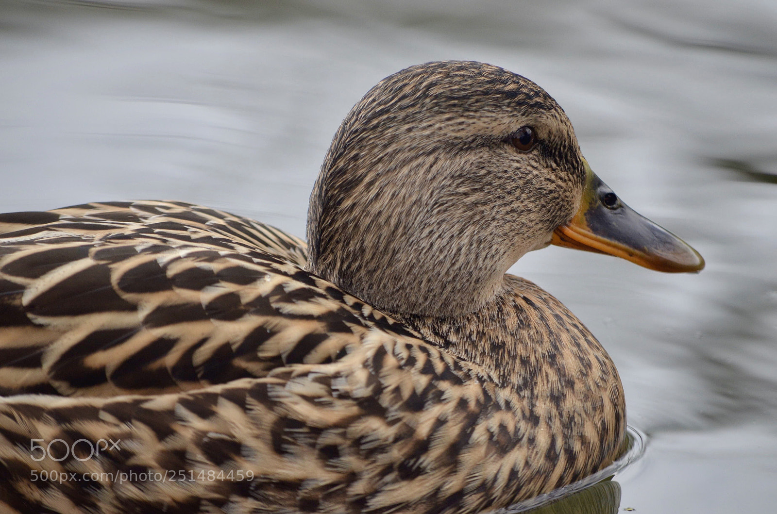 Nikon D5100 sample photo. Day n the park  photography