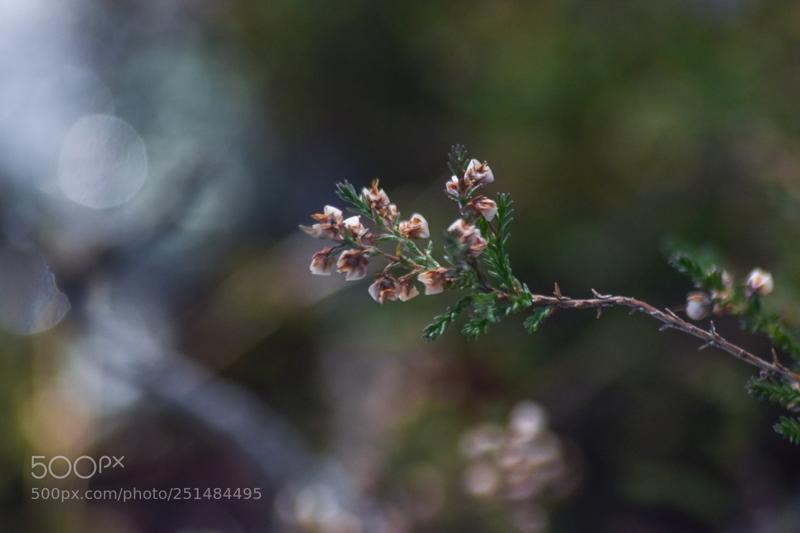 Nikon D5500 sample photo. Untitled photography