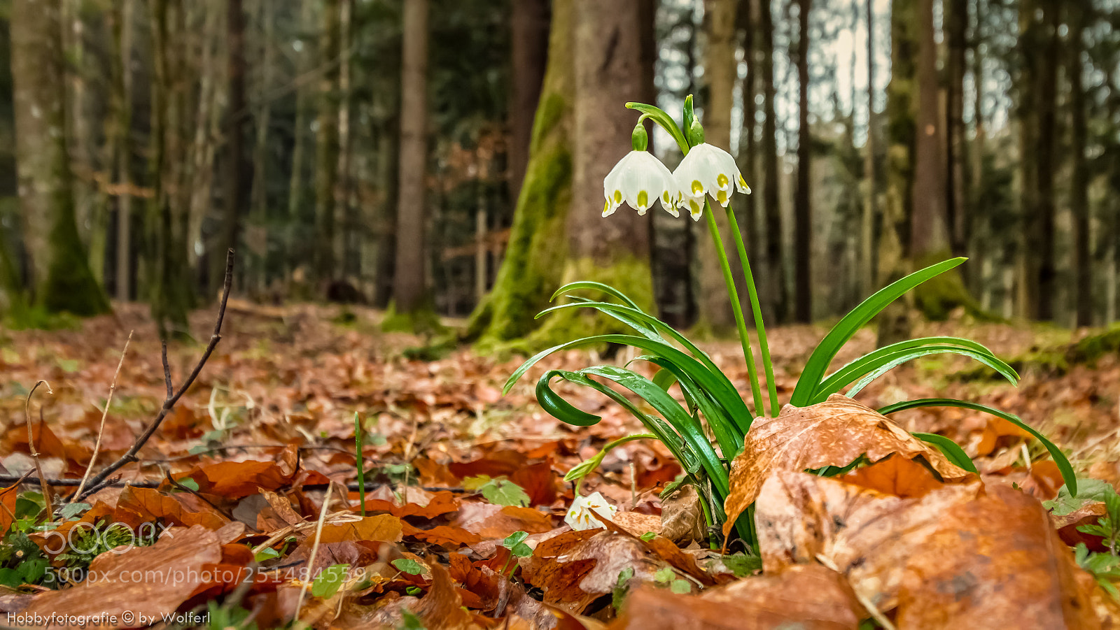 Canon EOS 70D sample photo. Frühlingsknotenblume photography