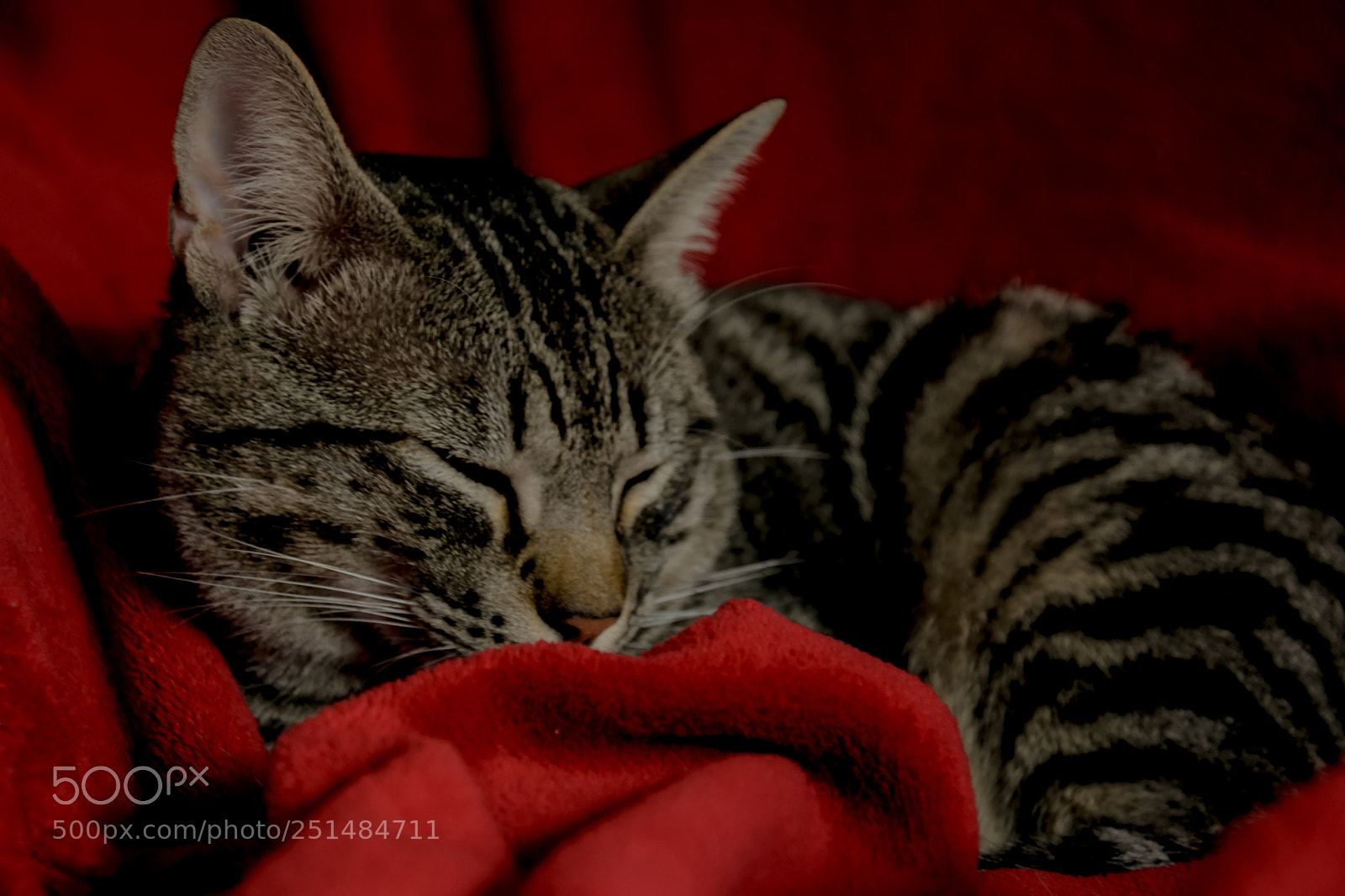 Nikon D3300 sample photo. Sleeping kitten photography