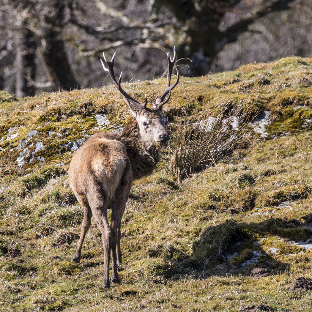 Canon EOS 70D sample photo. Red deer stag on photography