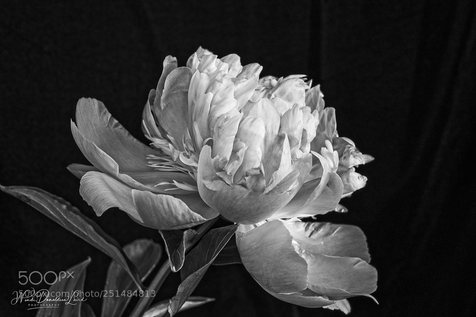 Sony a7R II sample photo. Peony study vvi photography