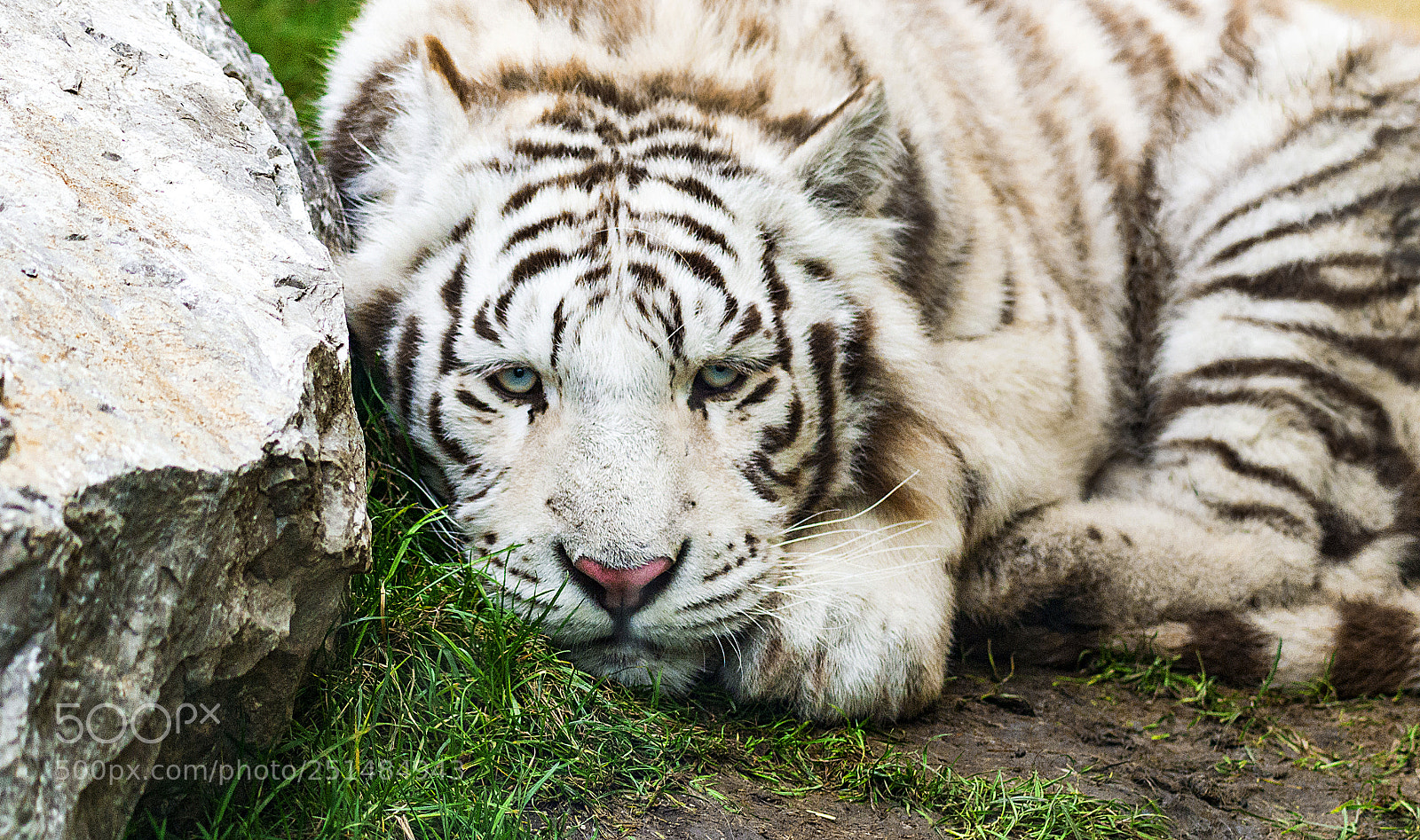 Nikon D3100 sample photo. White tiger sleeping photography