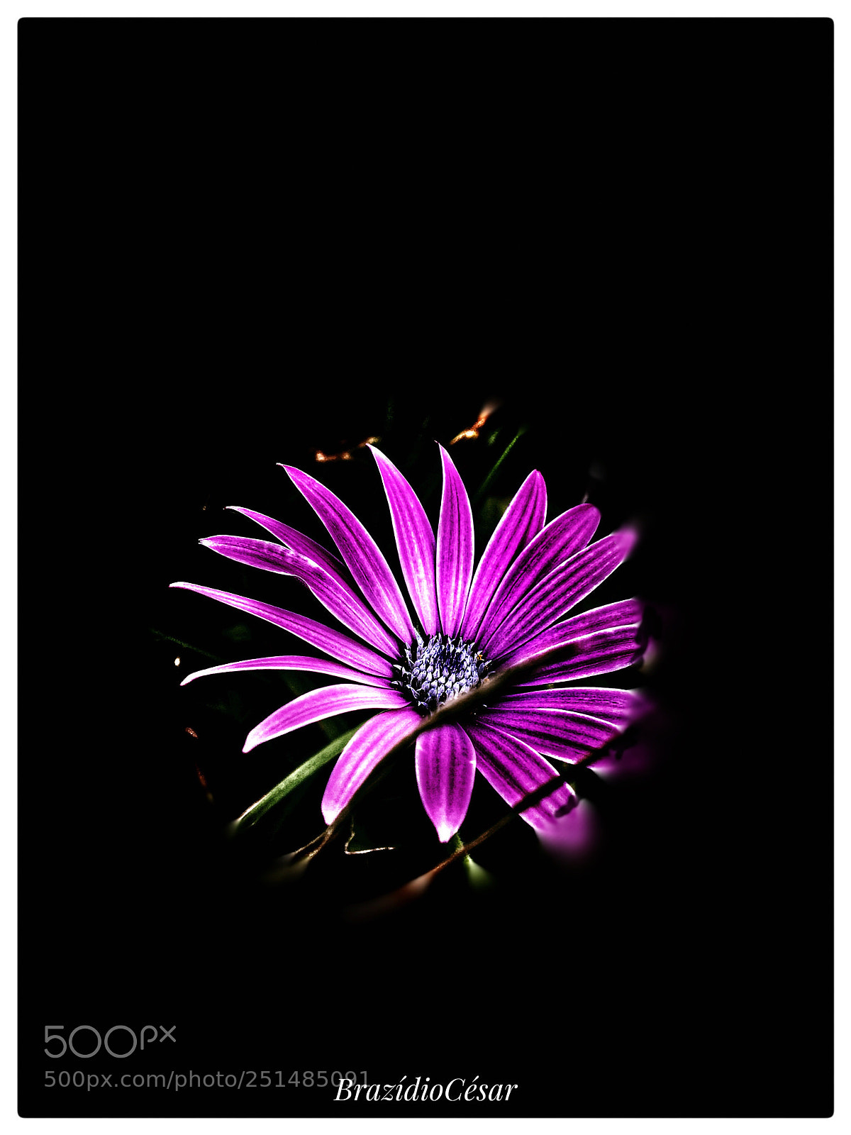 Apple iPhone 6s sample photo. Untitled photography