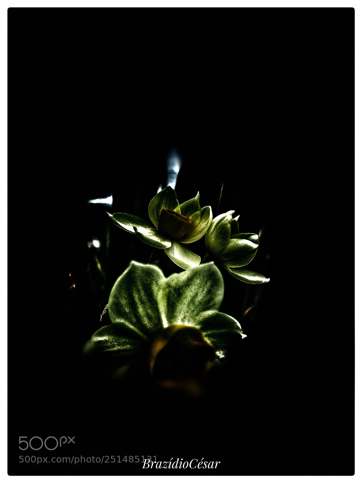 Apple iPhone 6s sample photo. Untitled photography