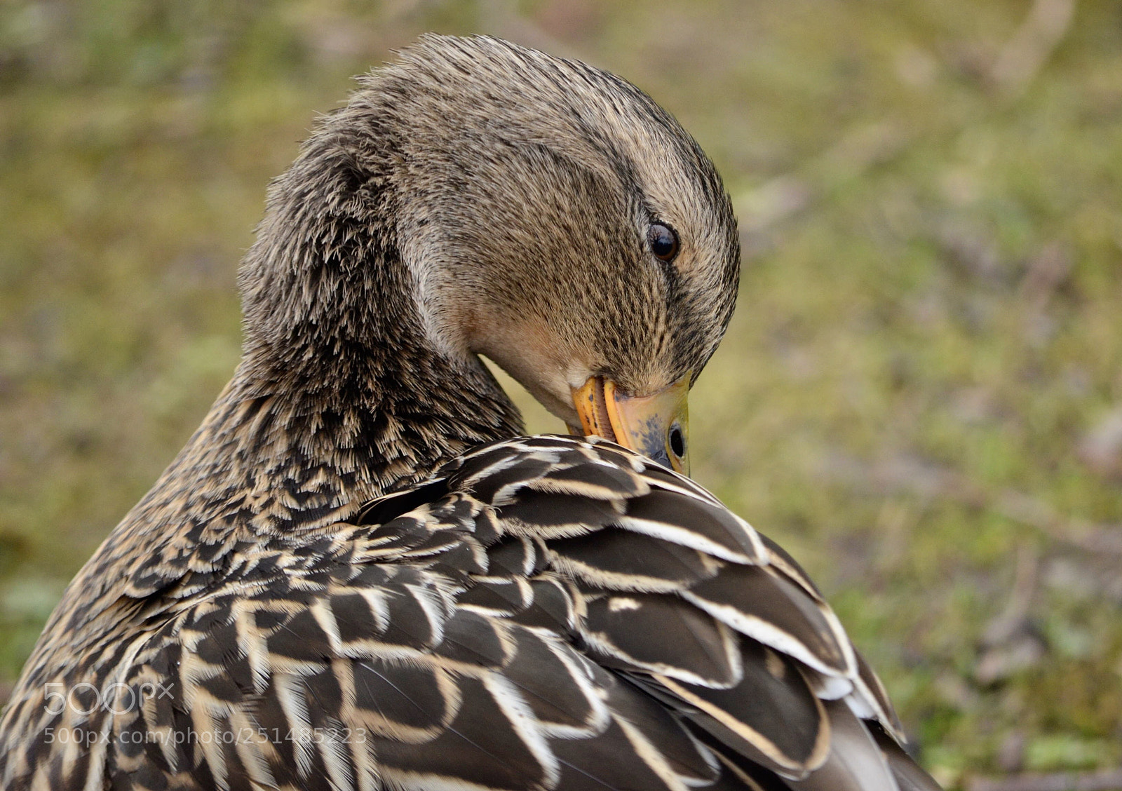 Nikon D5100 sample photo. Ducky  photography