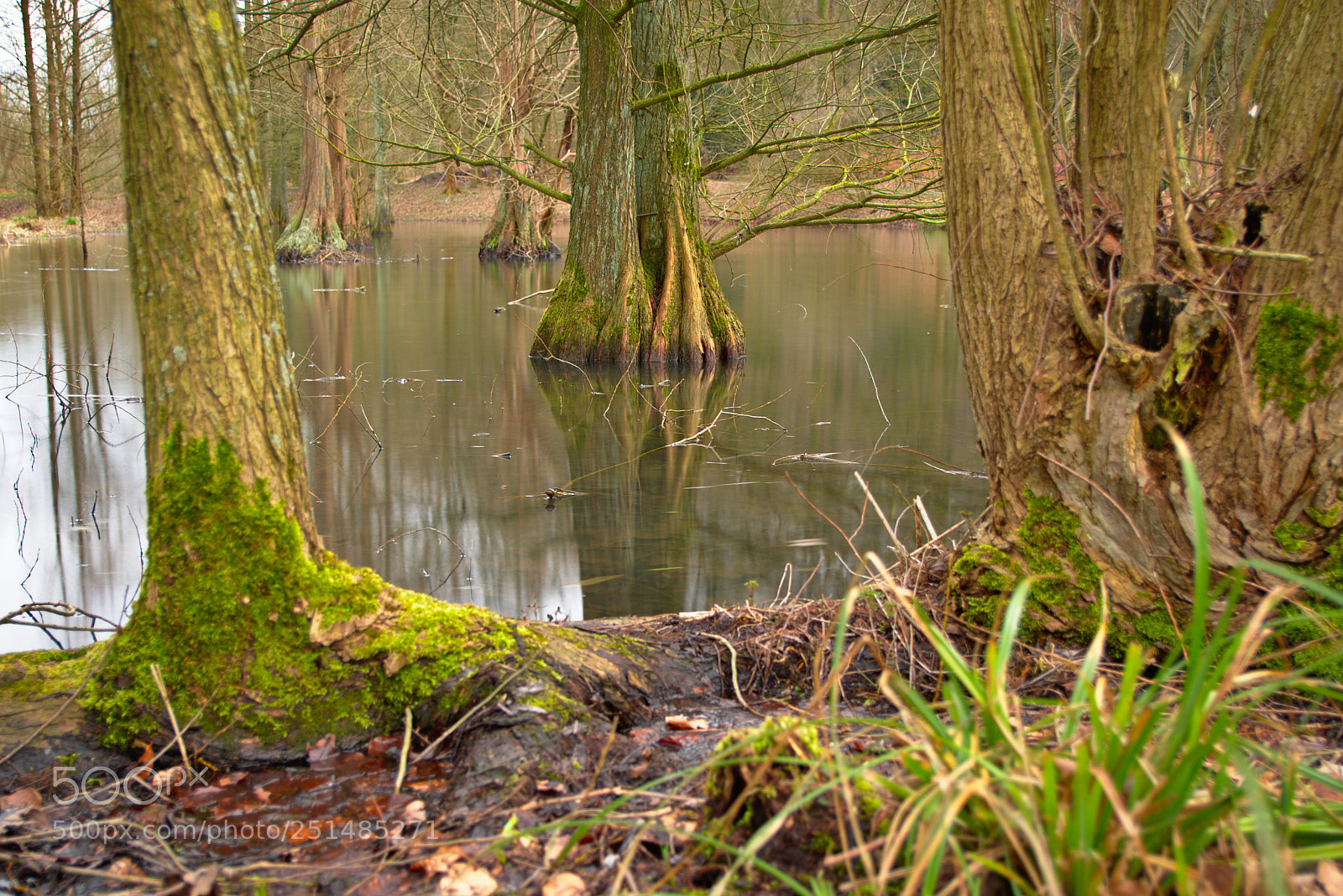 Nikon D5600 sample photo. Lake with trees photography