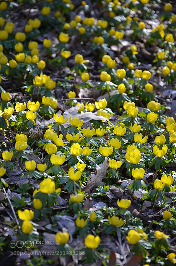 Nikon D7000 sample photo. Spring flowers photography