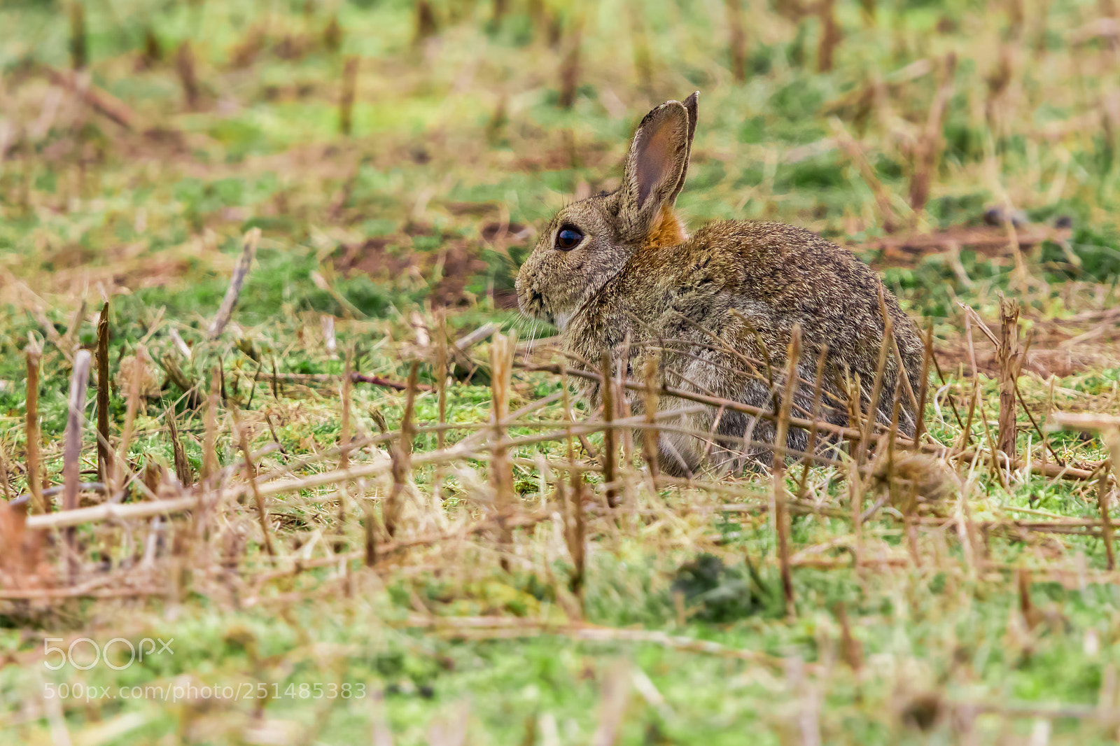 Canon EOS 80D sample photo. Easter bunny photography