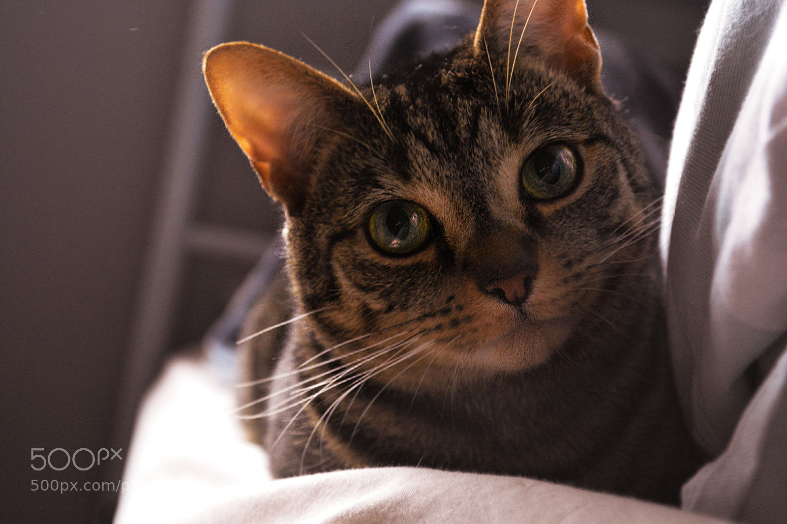 Nikon D5200 sample photo. Castiel photography