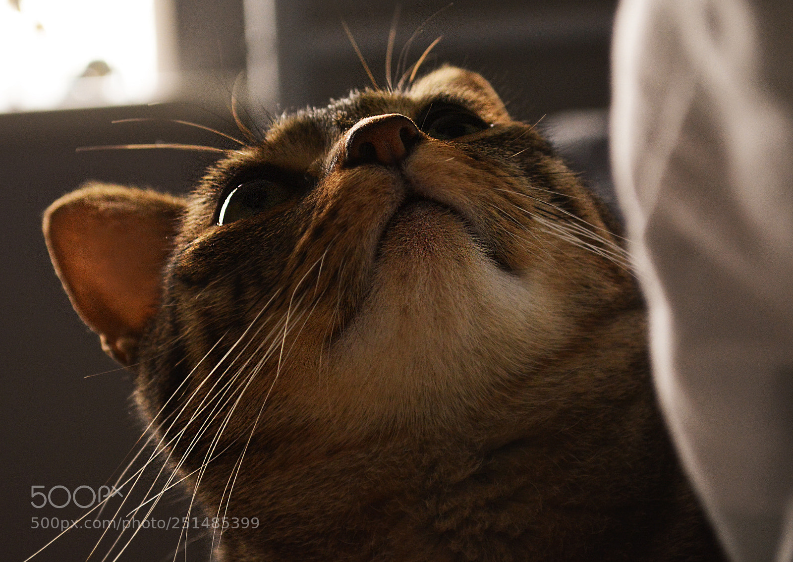 Nikon D5200 sample photo. Castiel photography