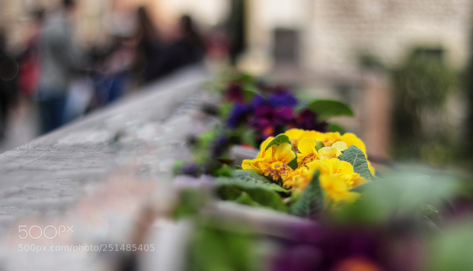 Canon EOS 77D (EOS 9000D / EOS 770D) sample photo. Fiori photography