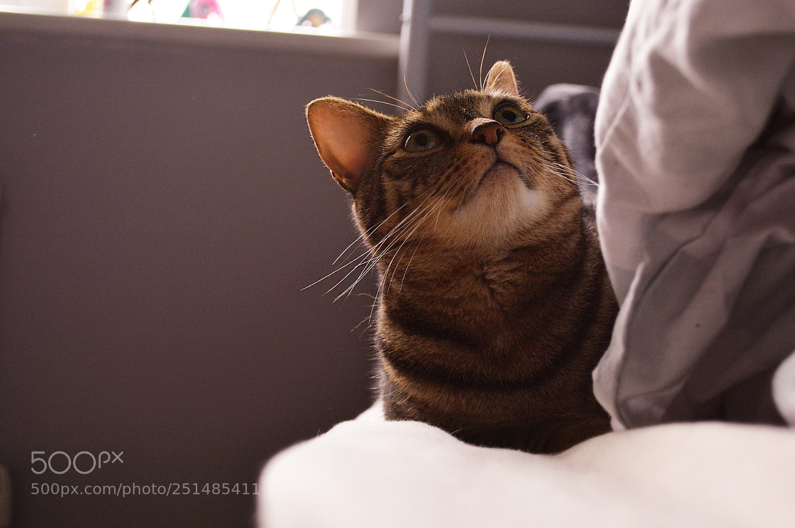 Nikon D5200 sample photo. Castiel photography