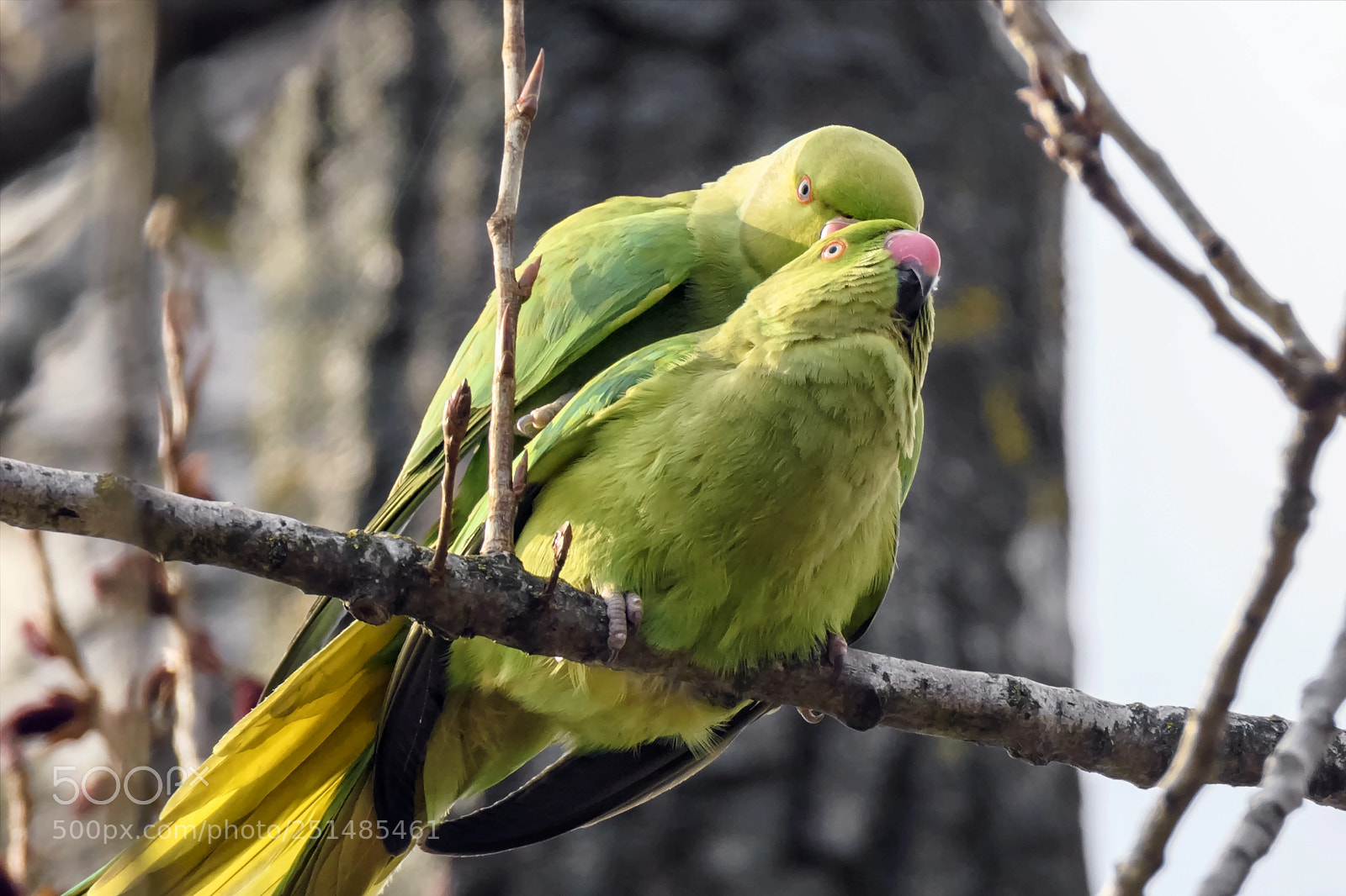 Nikon D7200 sample photo. Rose-ringed parakeet mating photography