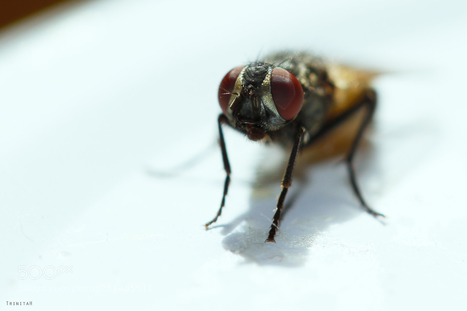 Canon EOS 7D sample photo. Mosca photography
