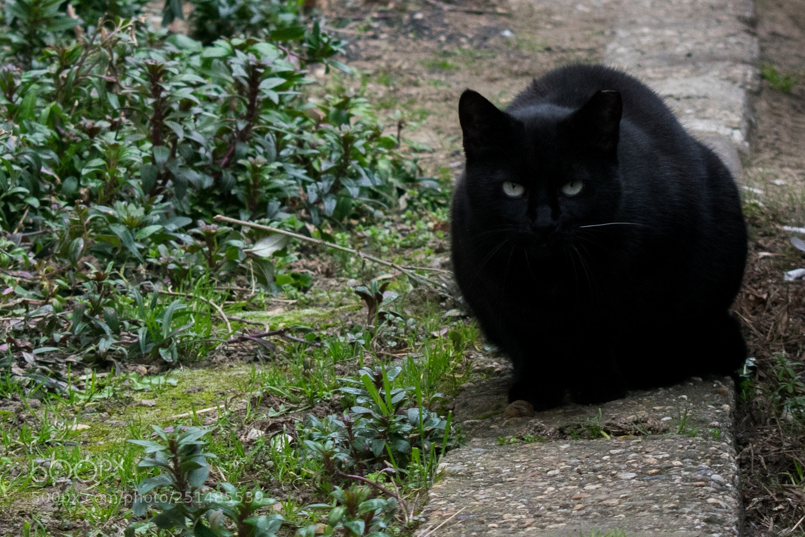 Nikon D5300 sample photo. All eyes on me photography