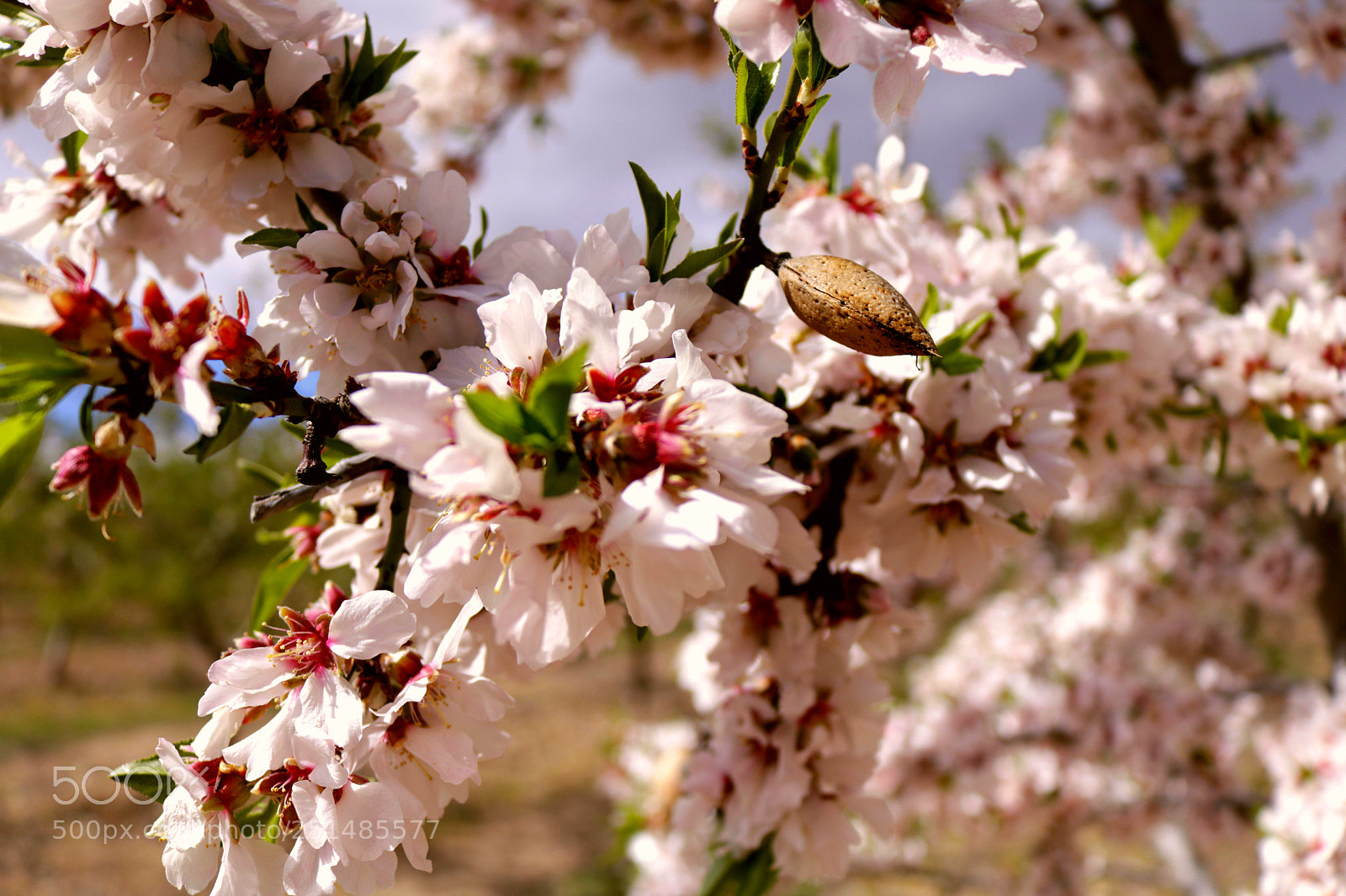 Canon EOS 750D (EOS Rebel T6i / EOS Kiss X8i) sample photo. Last year almond photography