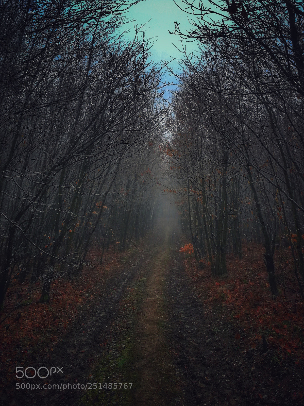 HUAWEI P10 sample photo. Moody way home photography