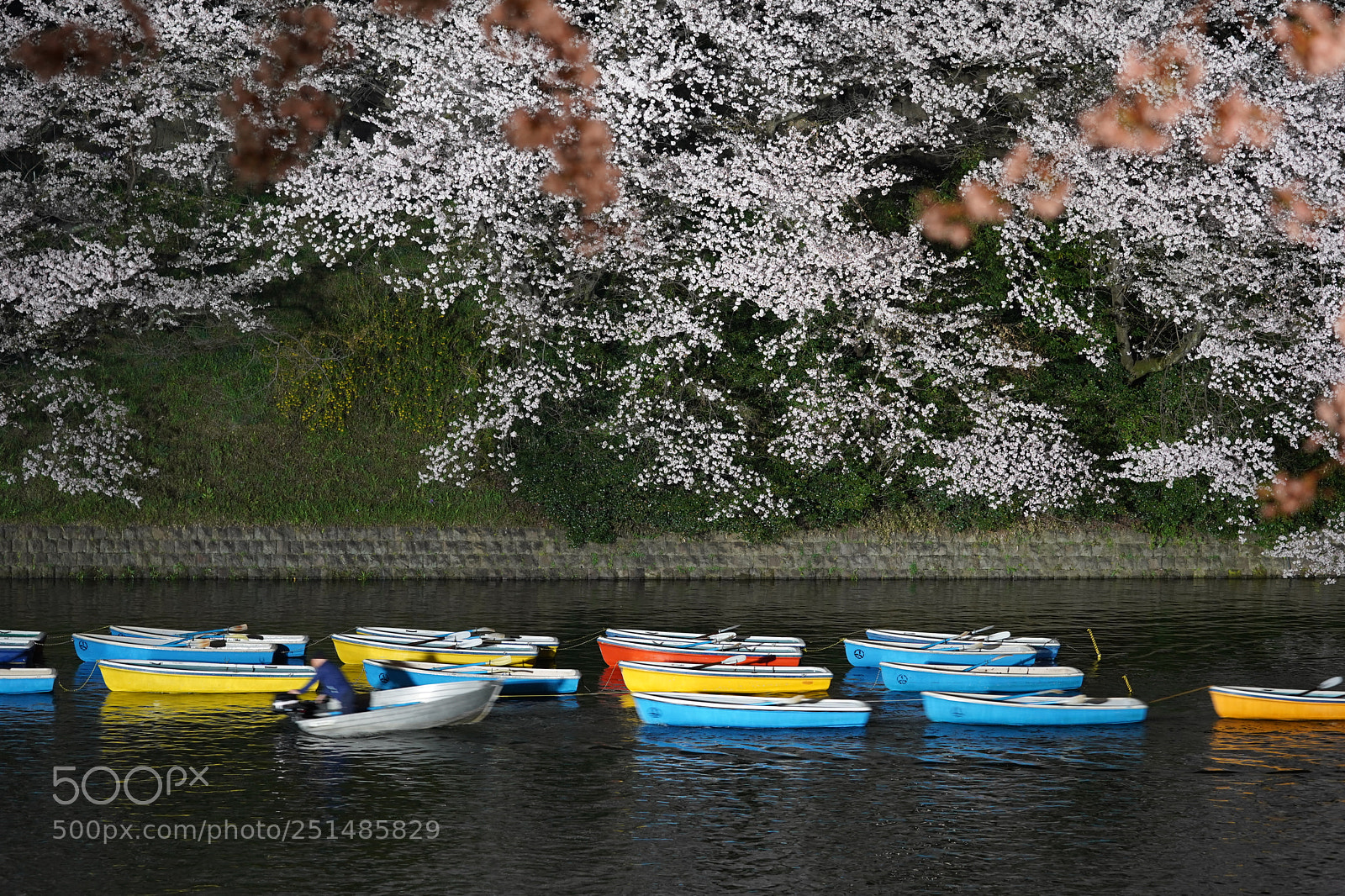 Sony a9 sample photo. Boat and cherry blossoms photography