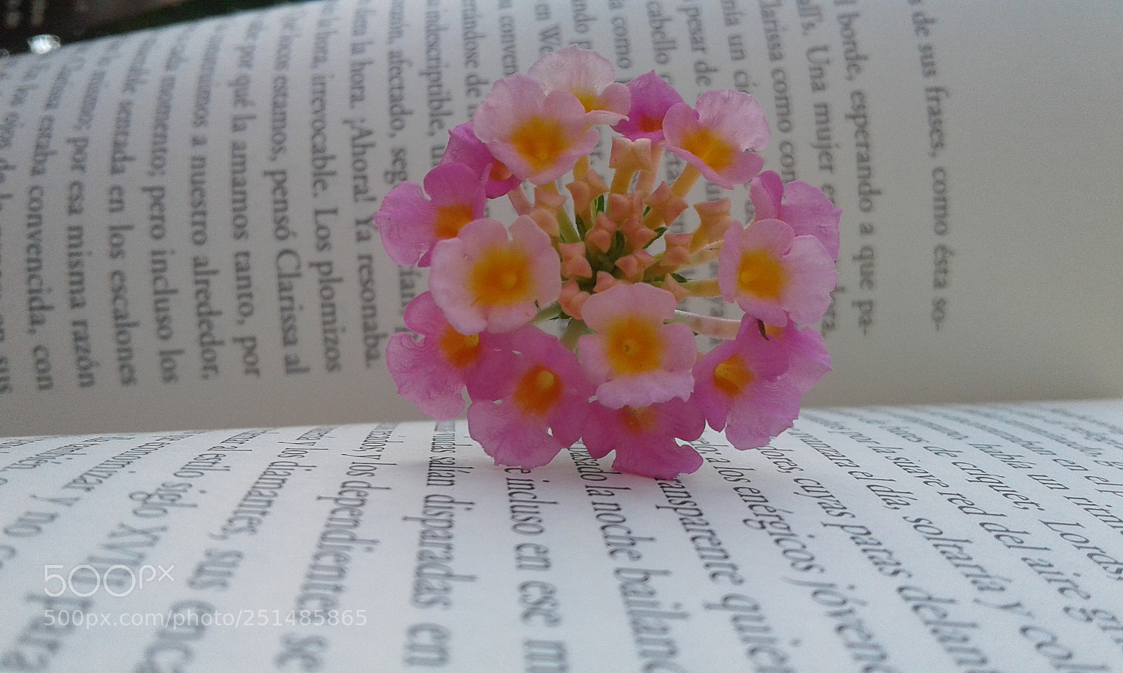 Samsung Galaxy J1 sample photo. Flor en libro photography