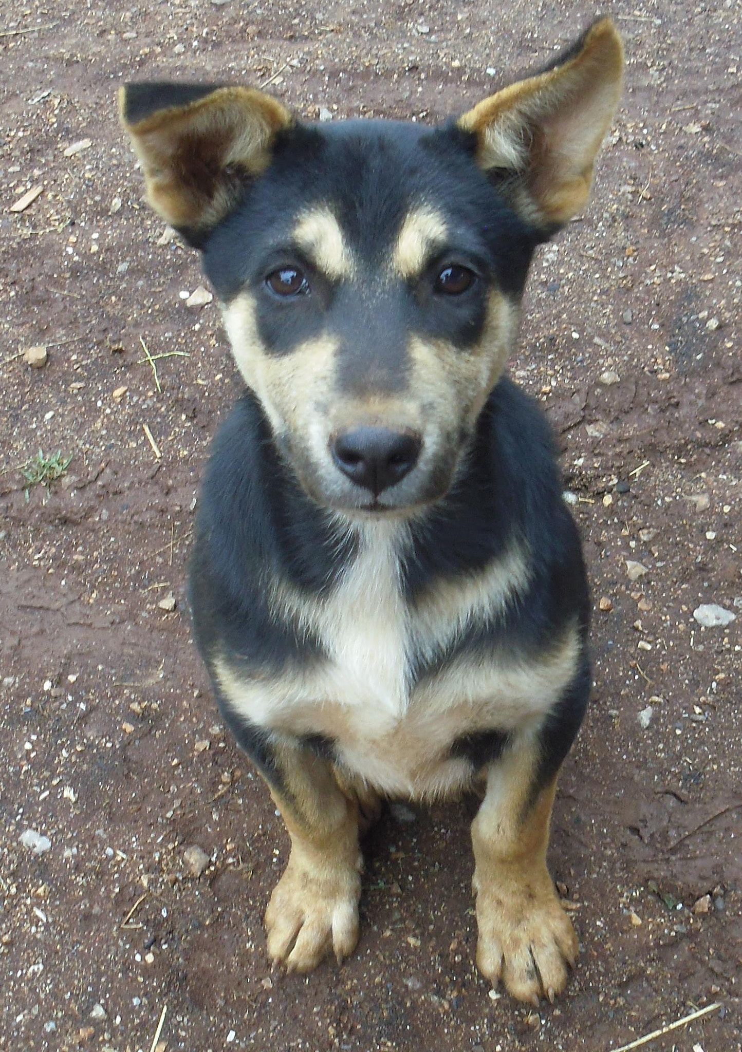 Pentax OPTIO LS465 sample photo. One other thailand's young dog photography