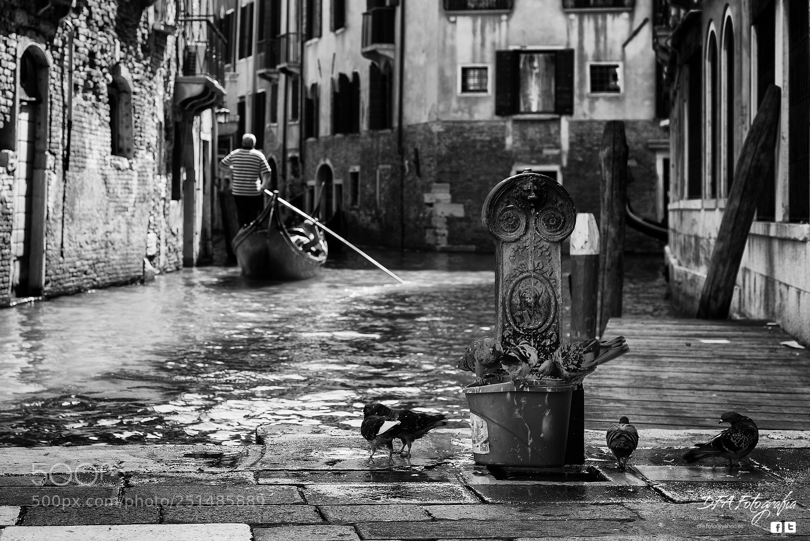 Nikon D810 sample photo. Palomas en venecia photography