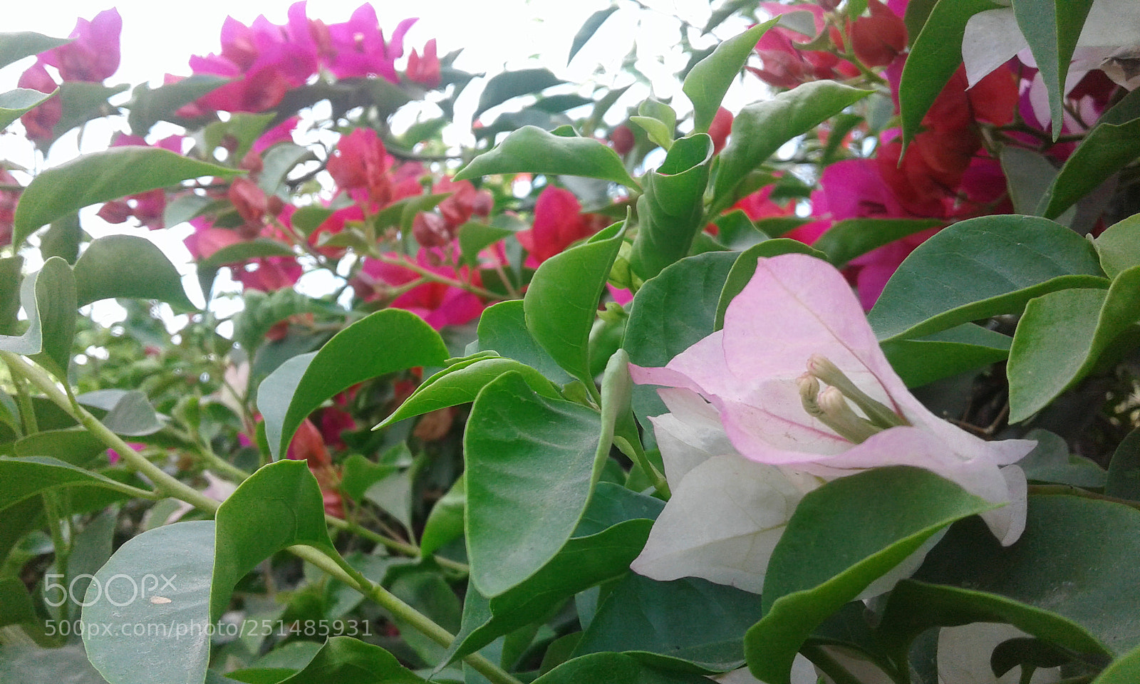 Samsung Galaxy J1 sample photo. Pureza en lo manchado photography