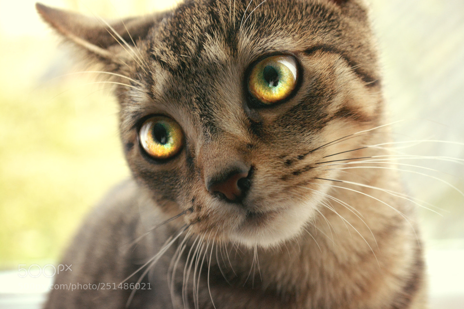Nikon D5200 sample photo. Castiel photography