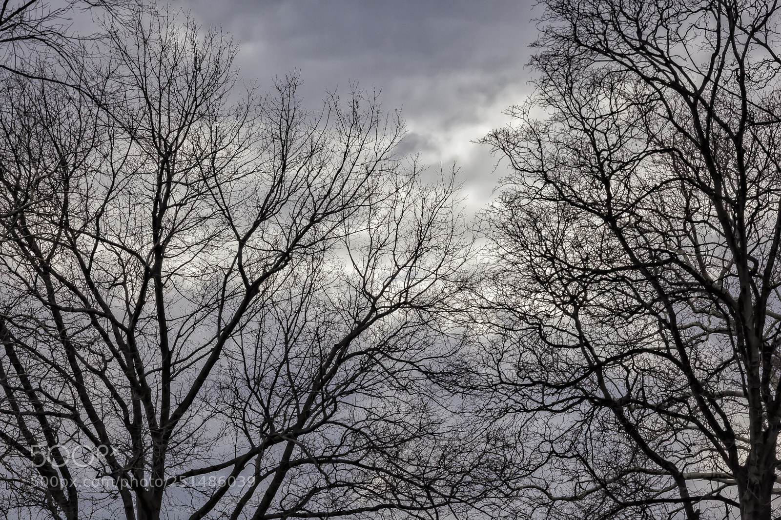 Canon EOS 5D Mark II sample photo. Trees sky and clouds photography