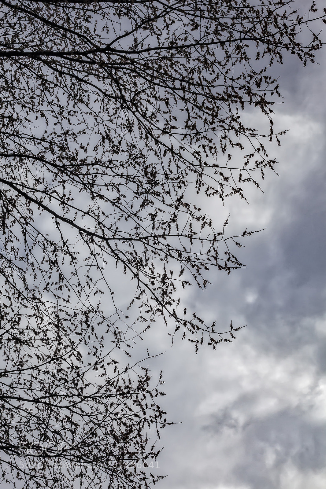 Canon EOS 5D Mark II sample photo. Trees sky and clouds photography
