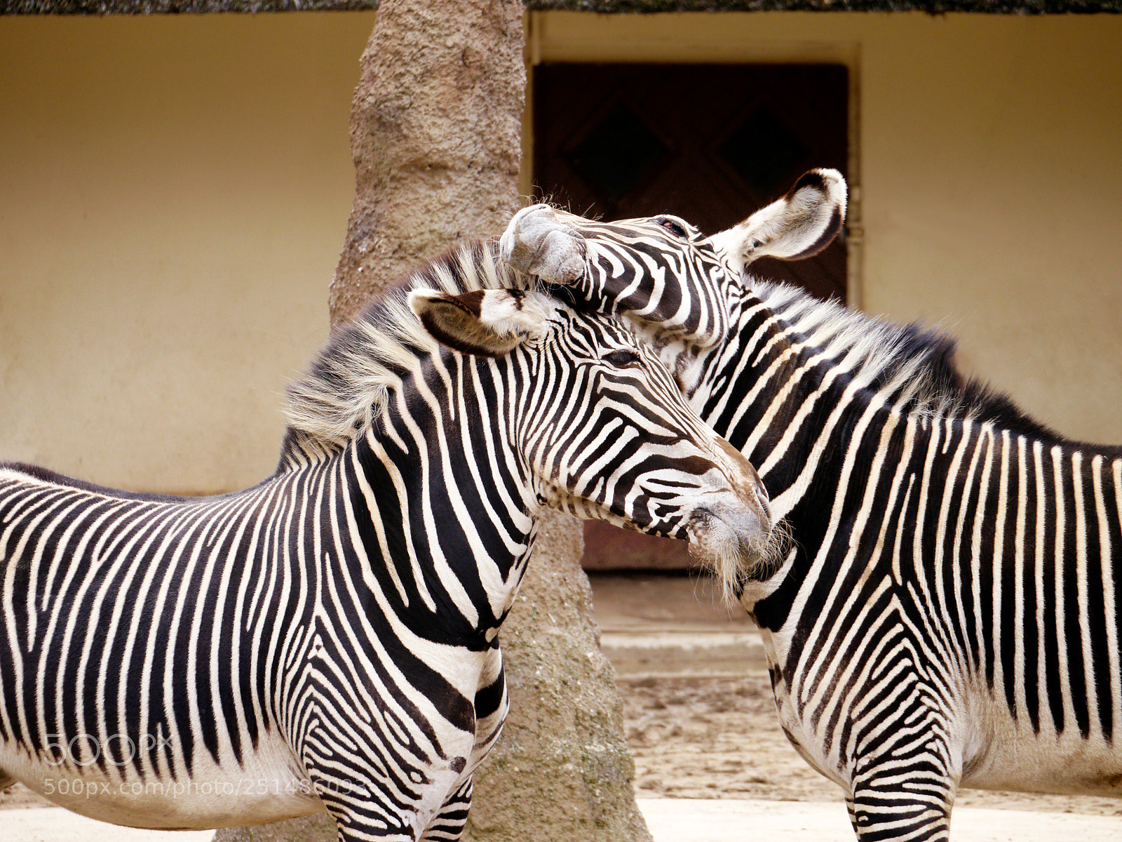 Panasonic Lumix DMC-G5 sample photo. Zebras cuddle photography