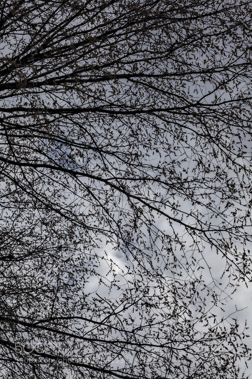 Canon EOS 5D Mark II sample photo. Trees sky and clouds photography