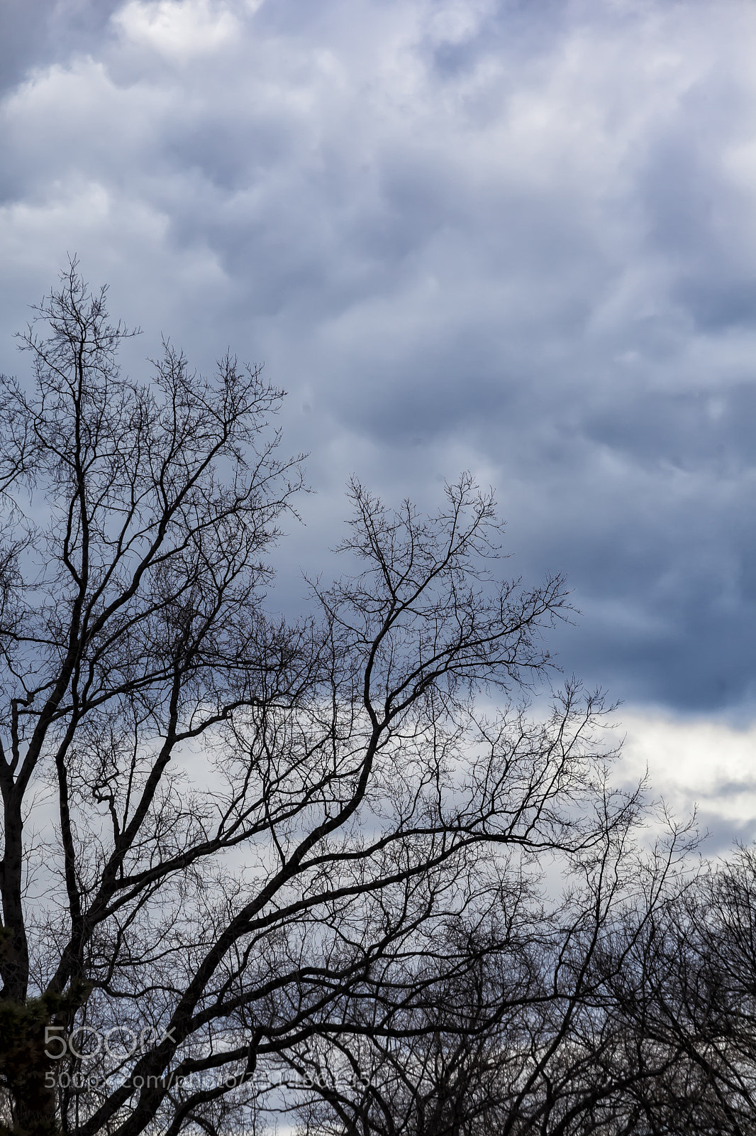 Canon EOS 5D Mark II sample photo. Trees sky and clouds photography