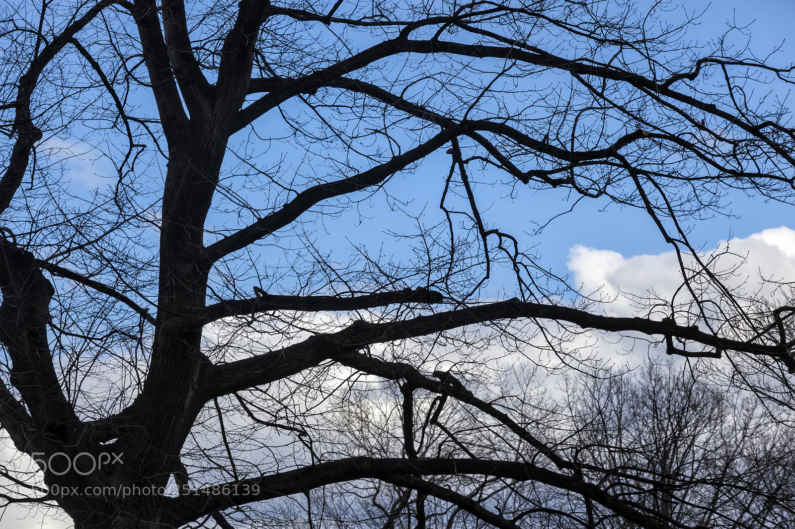 Canon EOS 5D Mark II sample photo. Trees sky and clouds photography