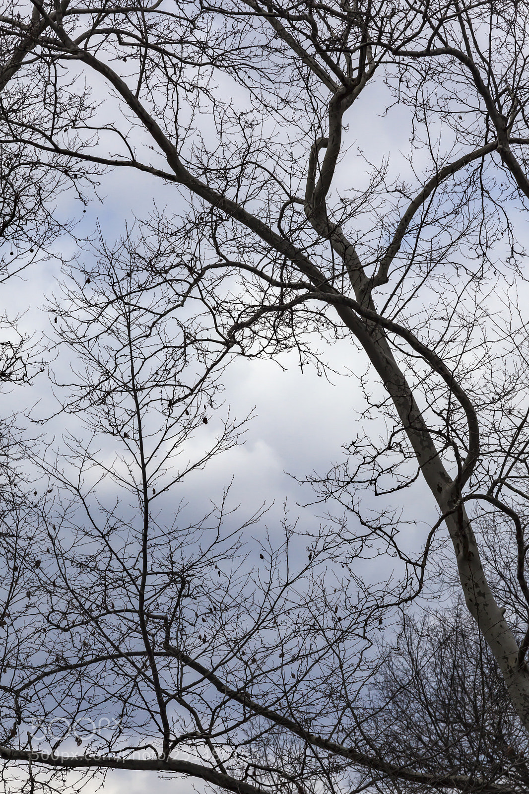 Canon EOS 5D Mark II sample photo. Trees sky and clouds photography