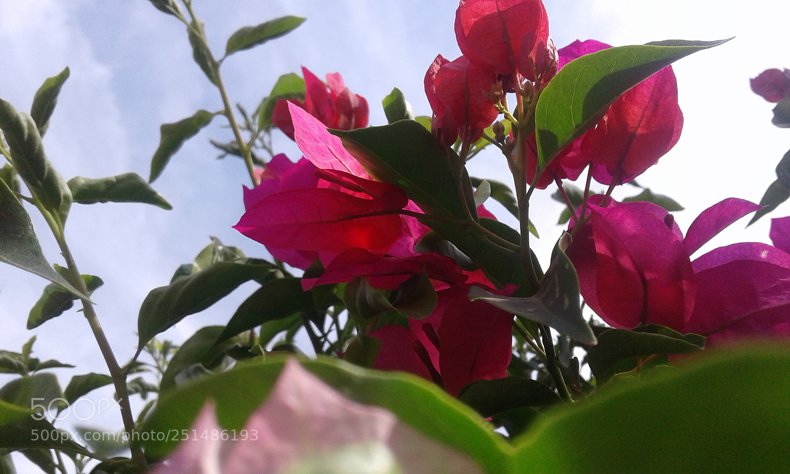 Samsung Galaxy J1 sample photo. Comunidad de flores photography