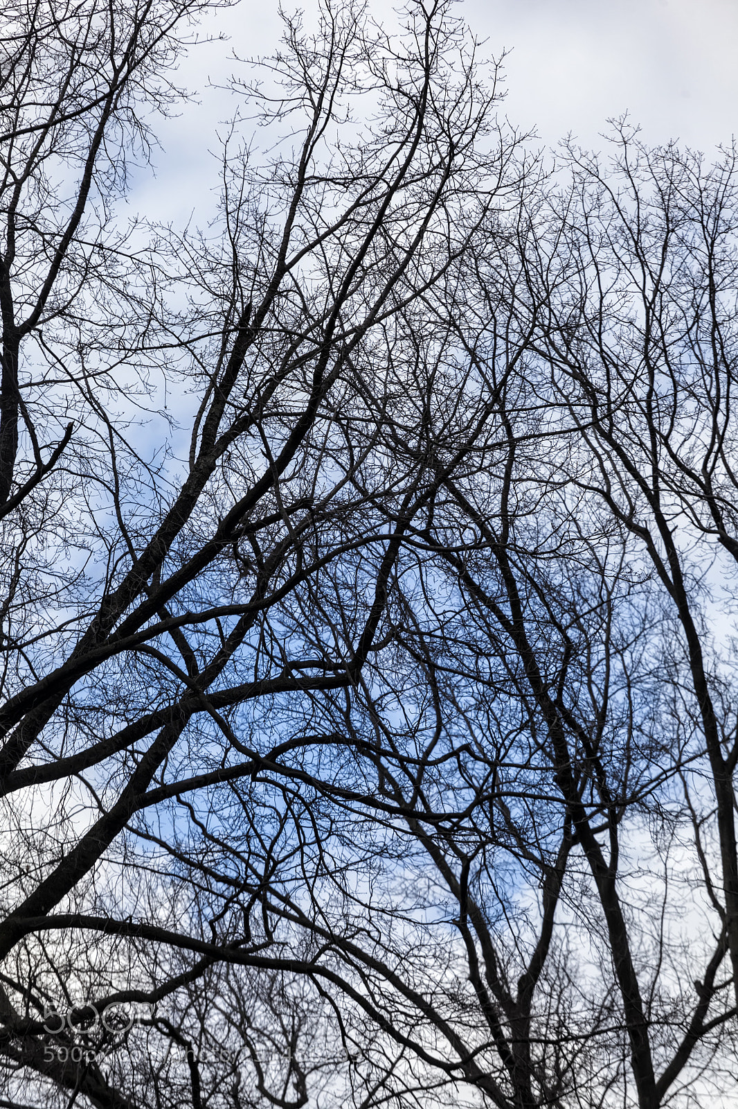Canon EOS 5D Mark II sample photo. Trees sky and clouds photography