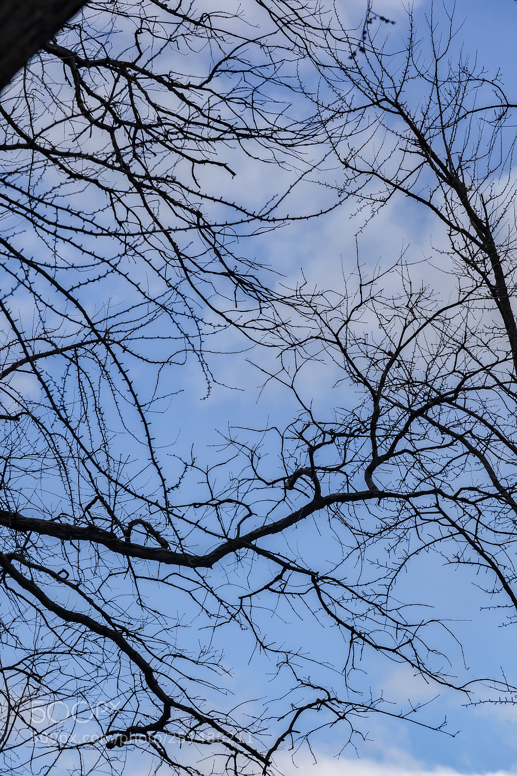 Canon EOS 5D Mark II sample photo. Clouds trees and sky photography