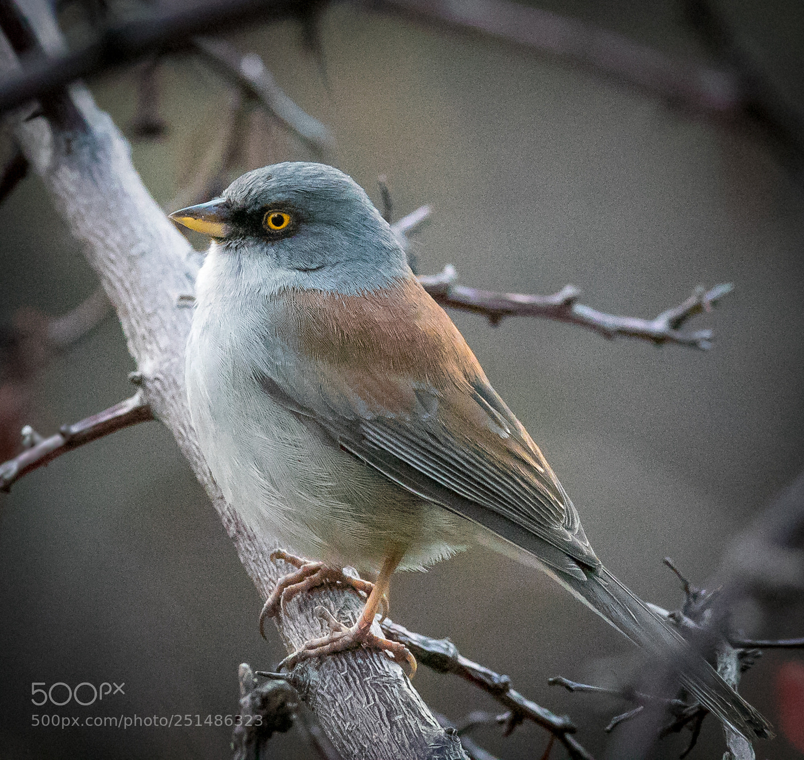 Canon EOS 7D Mark II sample photo. Yellow eyed junco photography