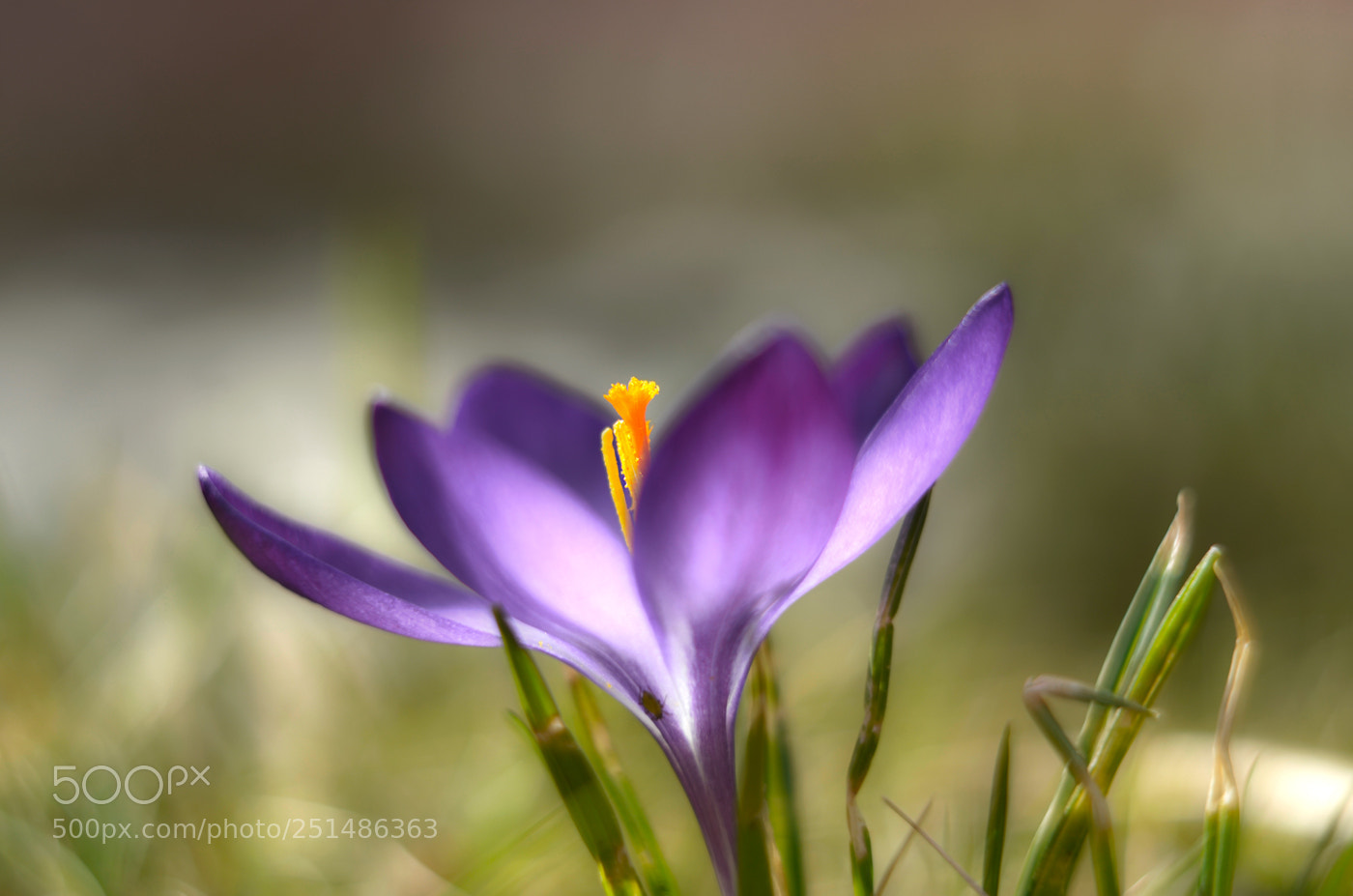 Nikon D7000 sample photo. Spring photography