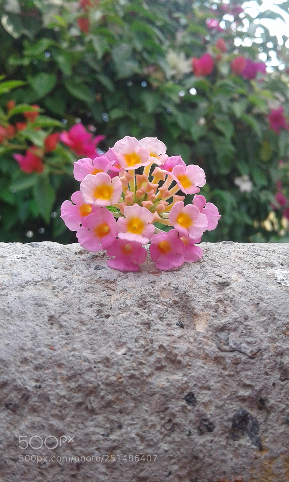 Samsung Galaxy J1 sample photo. Soberbia en la naturaleza photography