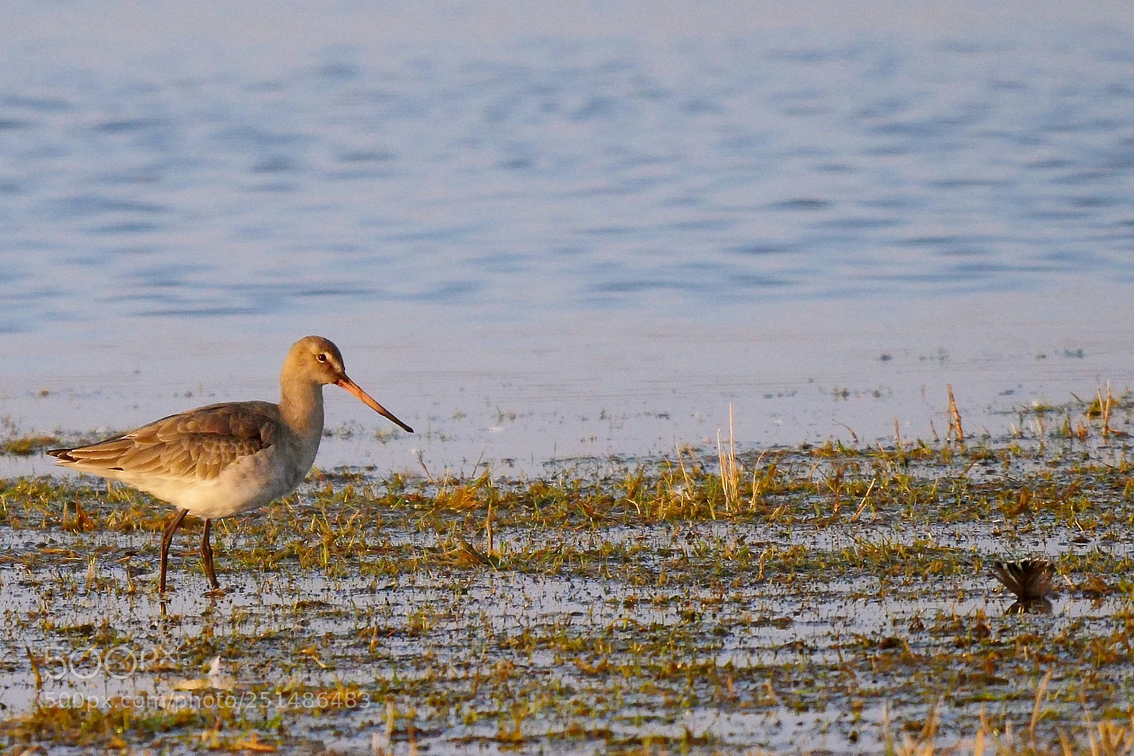 Panasonic Lumix DMC-GX8 sample photo. Godwit looking for food photography