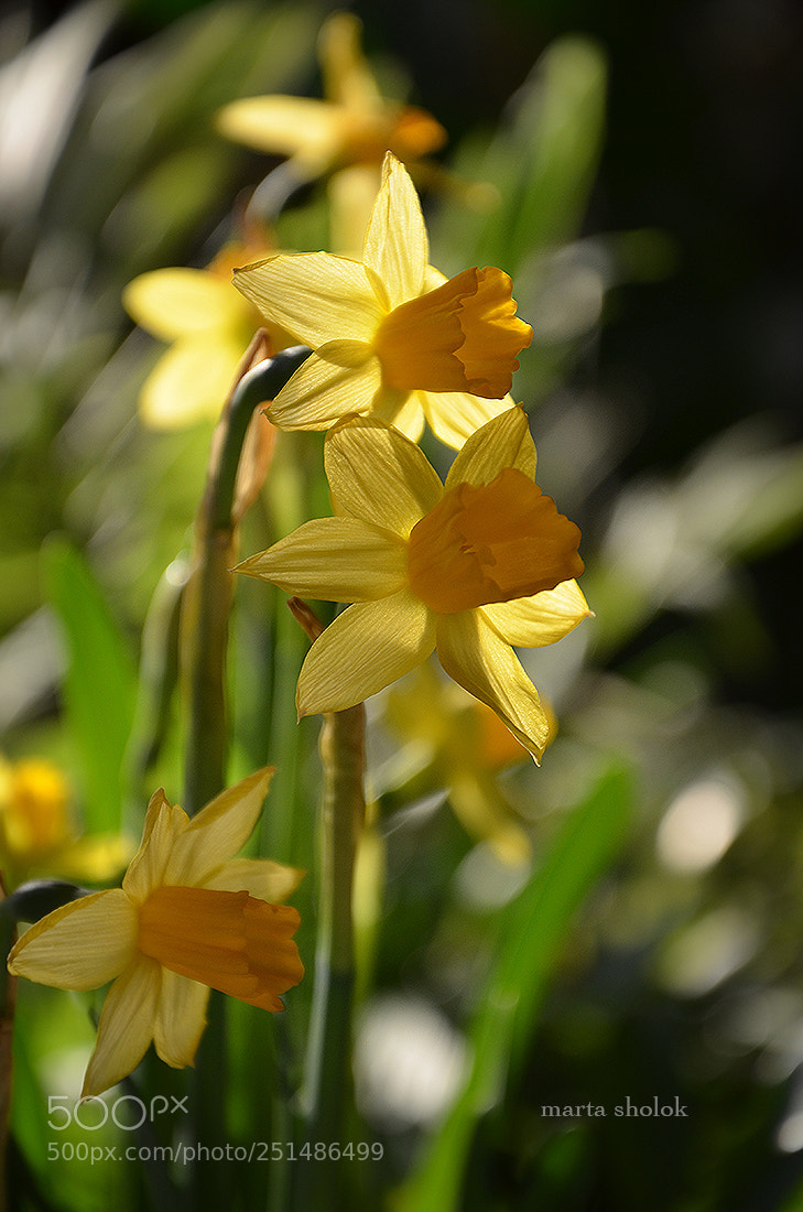 Nikon D7000 sample photo. Light photography