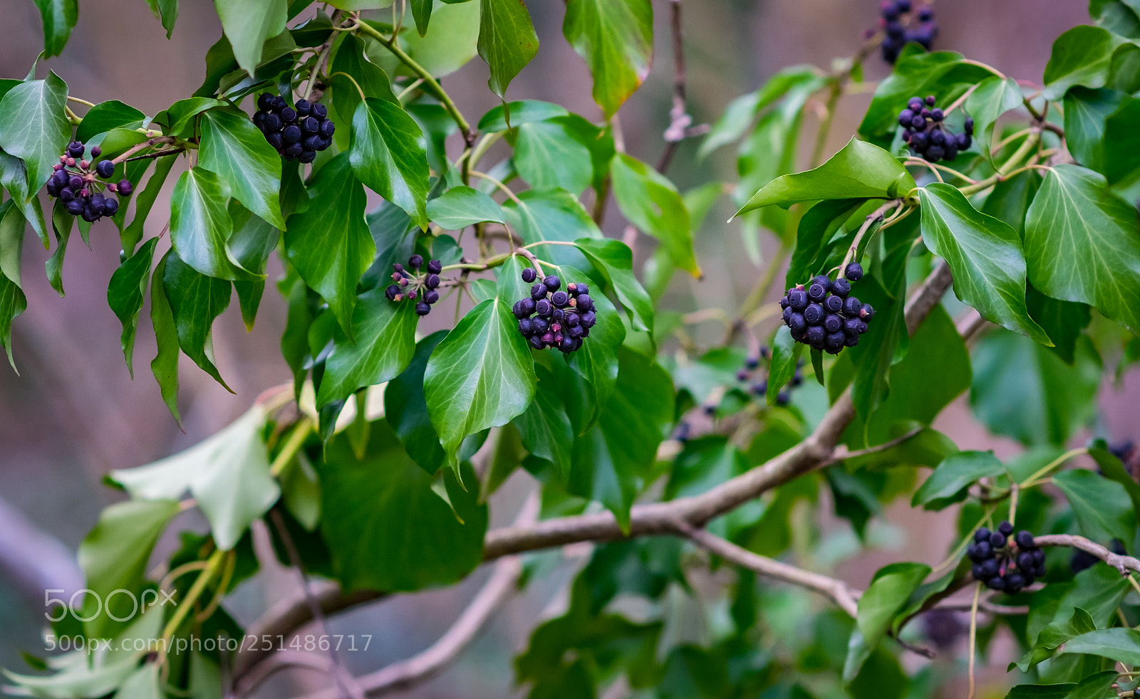 Fujifilm X-T10 sample photo. Signs of spring photography