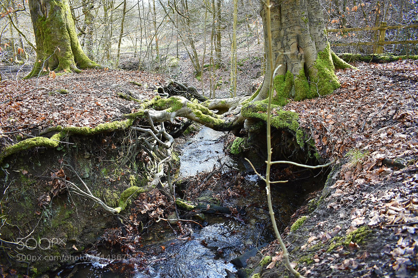 Nikon D3400 sample photo. Root bridge photography