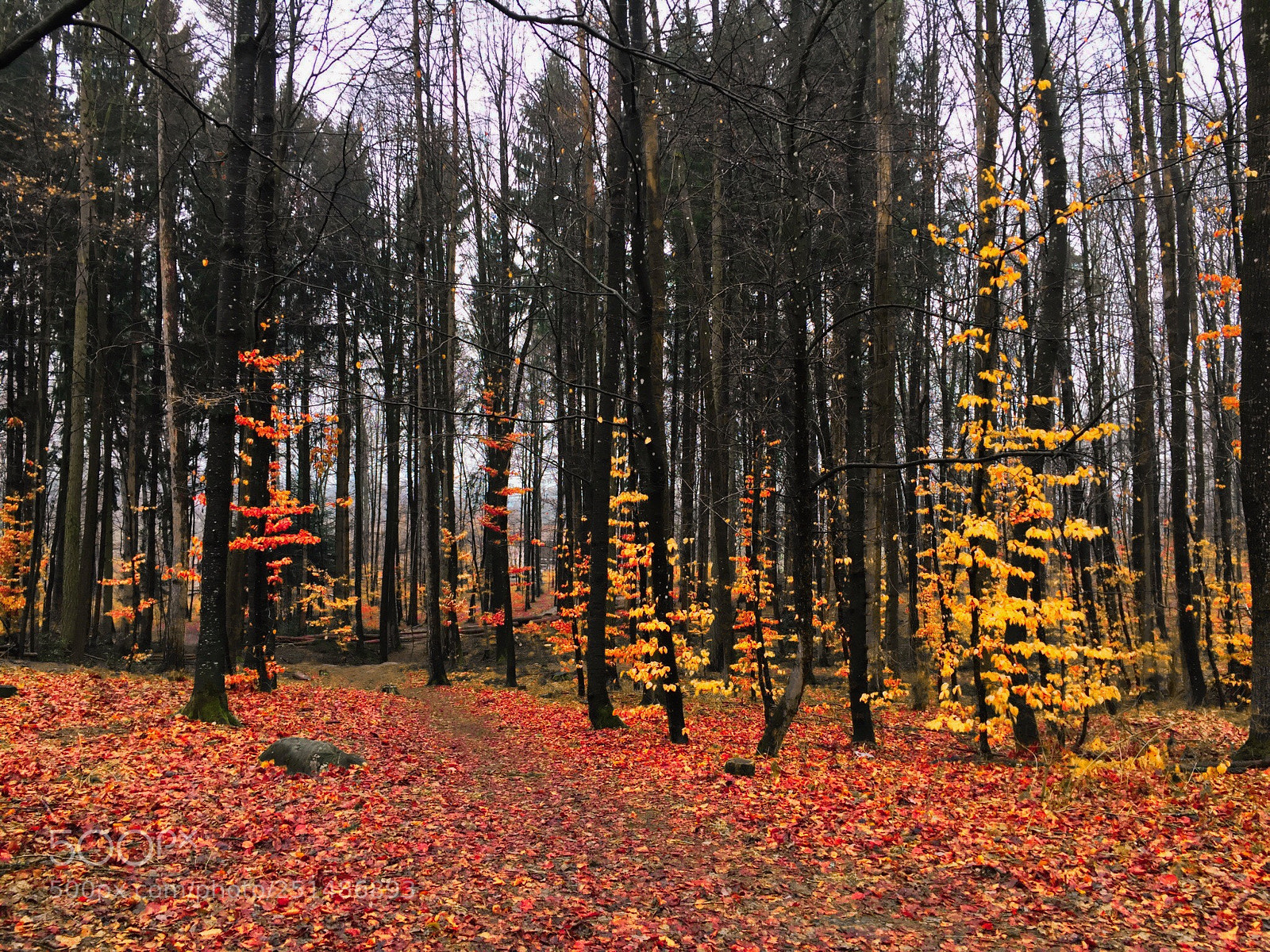 Apple iPhone 6 sample photo. Oster wald photography